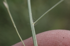 Eragrostis pectinacea pectinacea