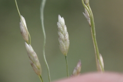 Eragrostis pectinacea pectinacea