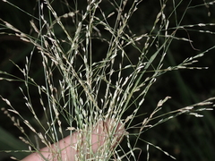 Eragrostis pectinacea pectinacea