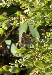 Theclinesthes serpentata