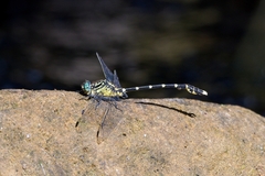 Hemigomphus heteroclytus