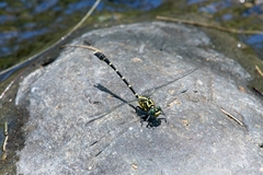 Hemigomphus heteroclytus