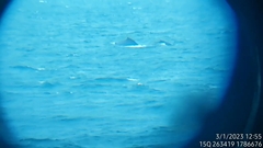 Megaptera novaeangliae