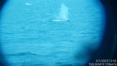 Megaptera novaeangliae