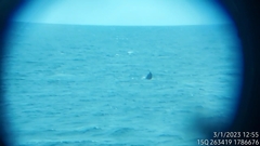 Megaptera novaeangliae