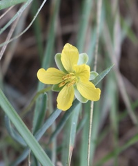 Senna pumilio