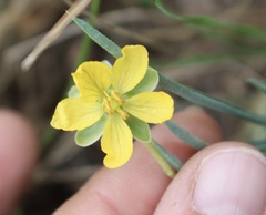 Senna pumilio