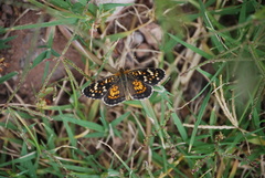 Phyciodes