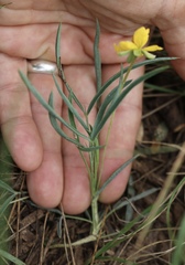Senna pumilio