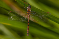 Hesperocordulia berthoudi