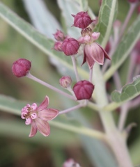 Asclepias brachystephana