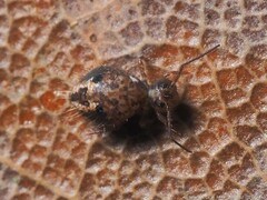 Sminthurus bivittatus