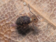 Ptenothrix