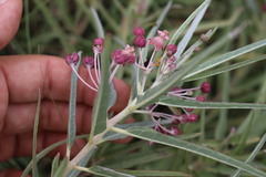 Asclepias brachystephana