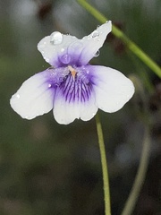 Viola silicestris