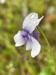 Viola silicestris