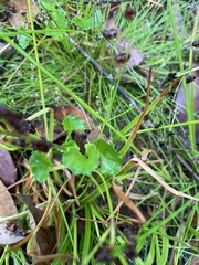 Viola silicestris