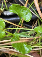 Viola silicestris