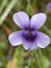 Viola silicestris