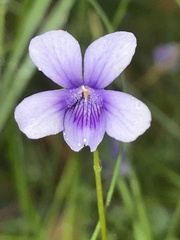 Viola silicestris