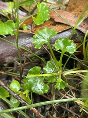 Viola silicestris