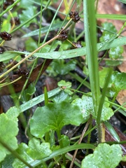Viola silicestris
