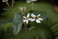 Olearia phlogopappa