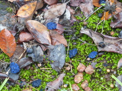 Memecylon umbellatum