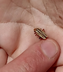 Chauliognathus scriptus