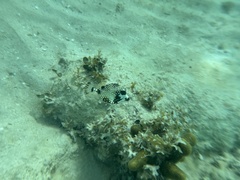 Lactophrys triqueter