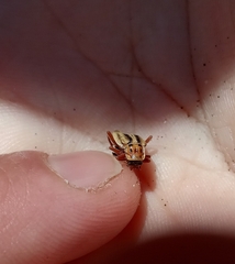 Chauliognathus scriptus