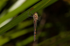 Hesperocordulia berthoudi