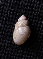 Stenothyra glabra