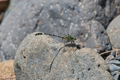 Austrogomphus cornutus