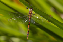 Hesperocordulia berthoudi