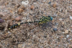 Austrogomphus cornutus