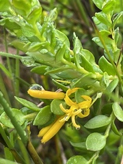 Persoonia oxycoccoides