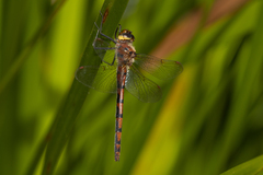 Hesperocordulia berthoudi
