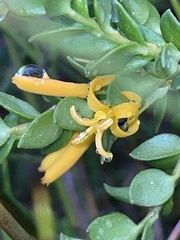Persoonia oxycoccoides