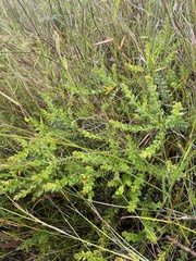 Persoonia oxycoccoides
