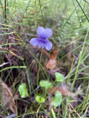 Viola silicestris