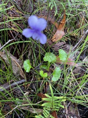 Viola silicestris