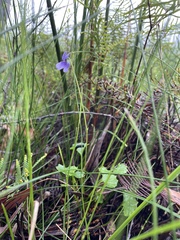 Viola silicestris