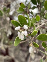 Arctostaphylos hookeri hookeri