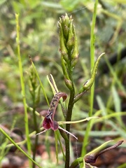 Cryptostylis leptochila
