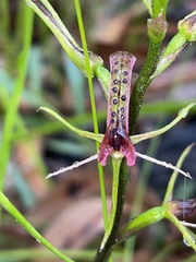 Cryptostylis leptochila
