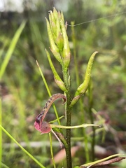 Cryptostylis leptochila
