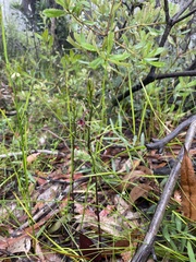 Cryptostylis leptochila