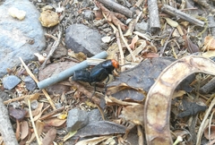 Creophilus erythrocephalus