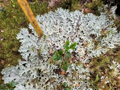 Pseudocyphellaria glabra